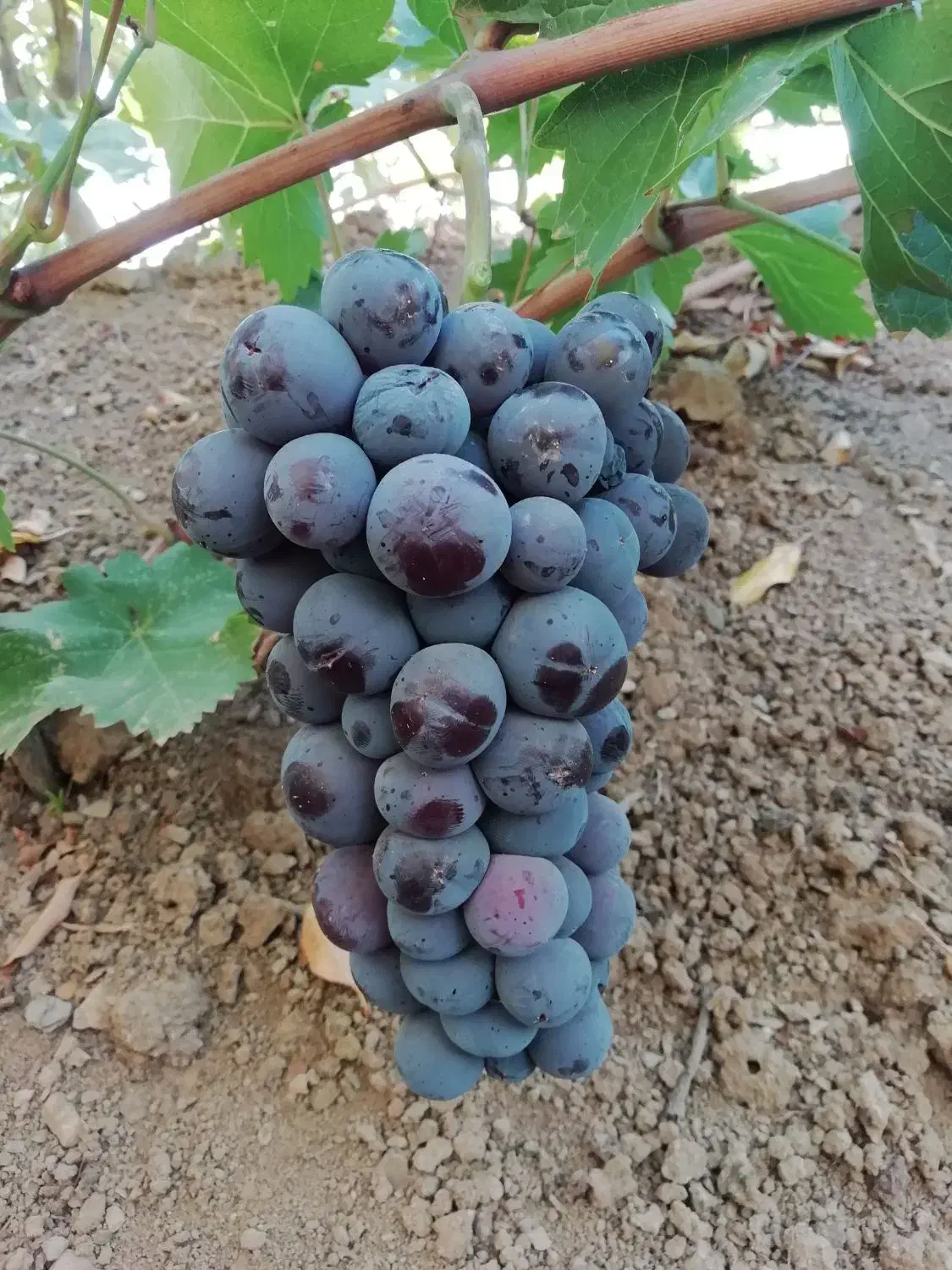 باغبانی،هَرس کاری و پیوند زنی|خدمات باغبانی و درختکاری|تبریز, |دیوار