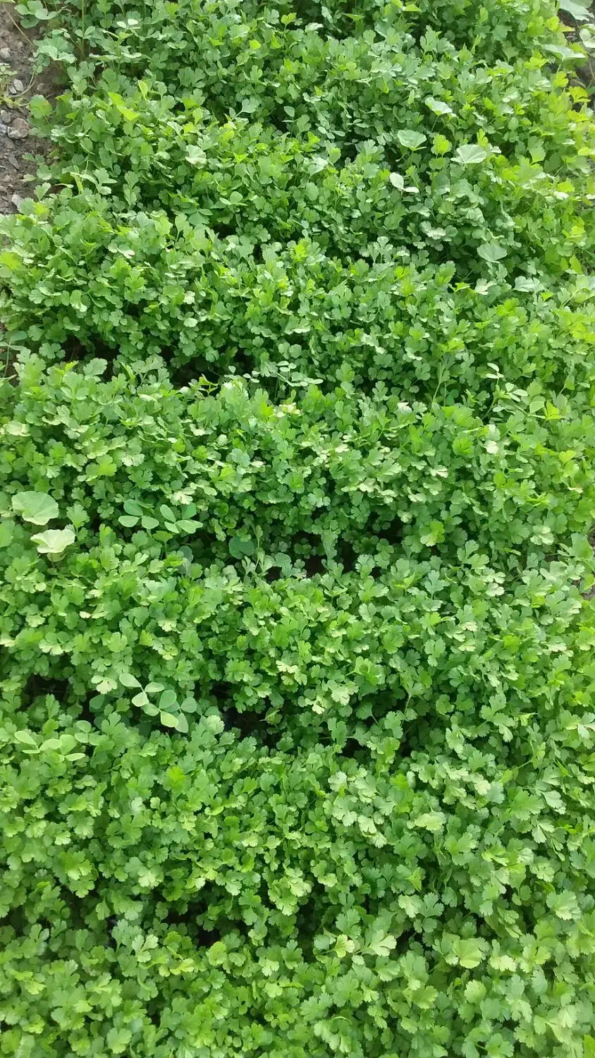 سبزی|خوردنی و آشامیدنی|رودان, |دیوار