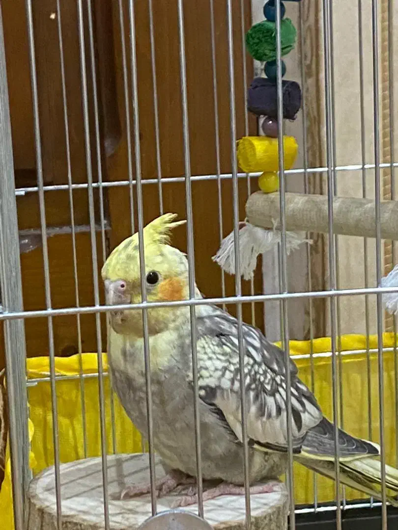 عروس هلندی مرواریدی|پرنده|رشت, پیرسرا|دیوار