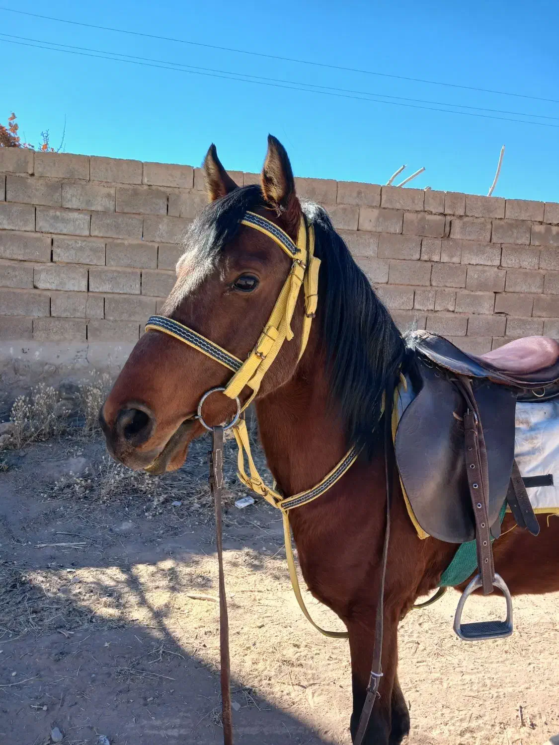 اسب|اسب و تجهیزات اسب‌سواری|زرند, |دیوار