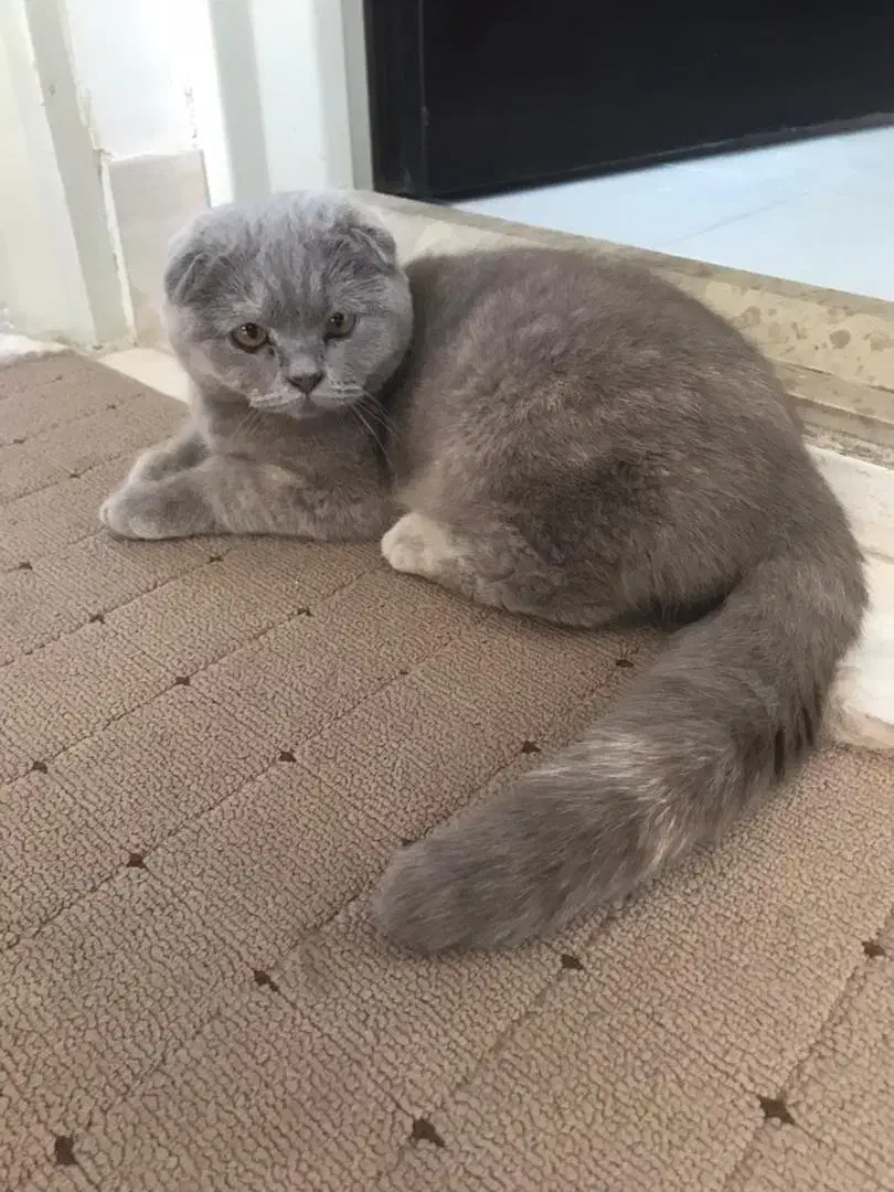 دختر اسکاتیش فلد|گربه|کاشان, شهرک امیرالمومنین|دیوار