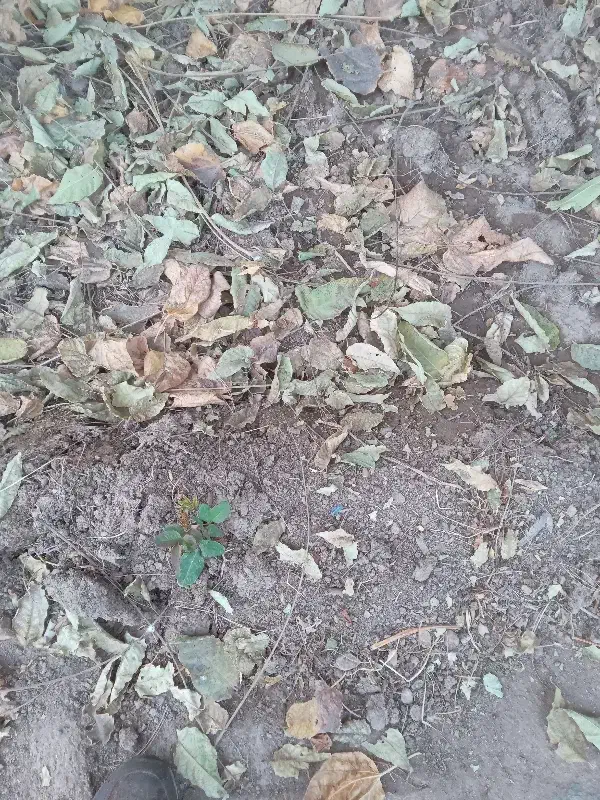 فروش زمین|فروش زمین و ملک کلنگی|نیشابور, فردوس شمالی|دیوار