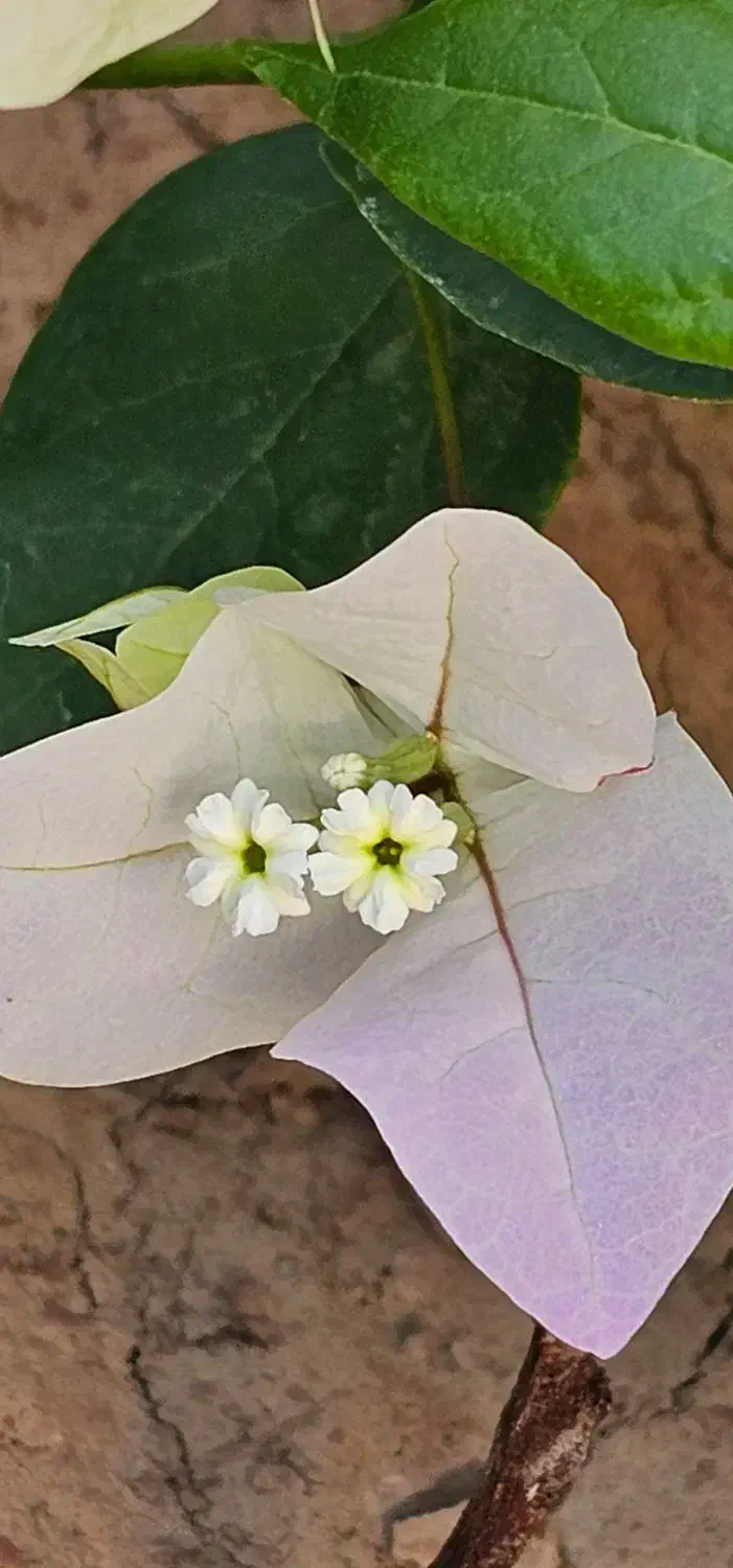 گل کاغذی شکوفه گیلاسی(Cherry Blossom)|گل و گیاه طبیعی|شیراز, شهرک بهشتی|دیوار