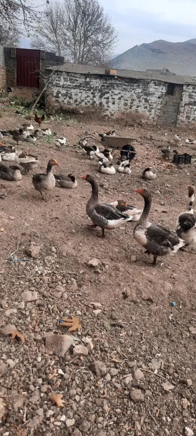 فروش غاز فوری بومهن|حیوانات مزرعه|بومهن, |دیوار