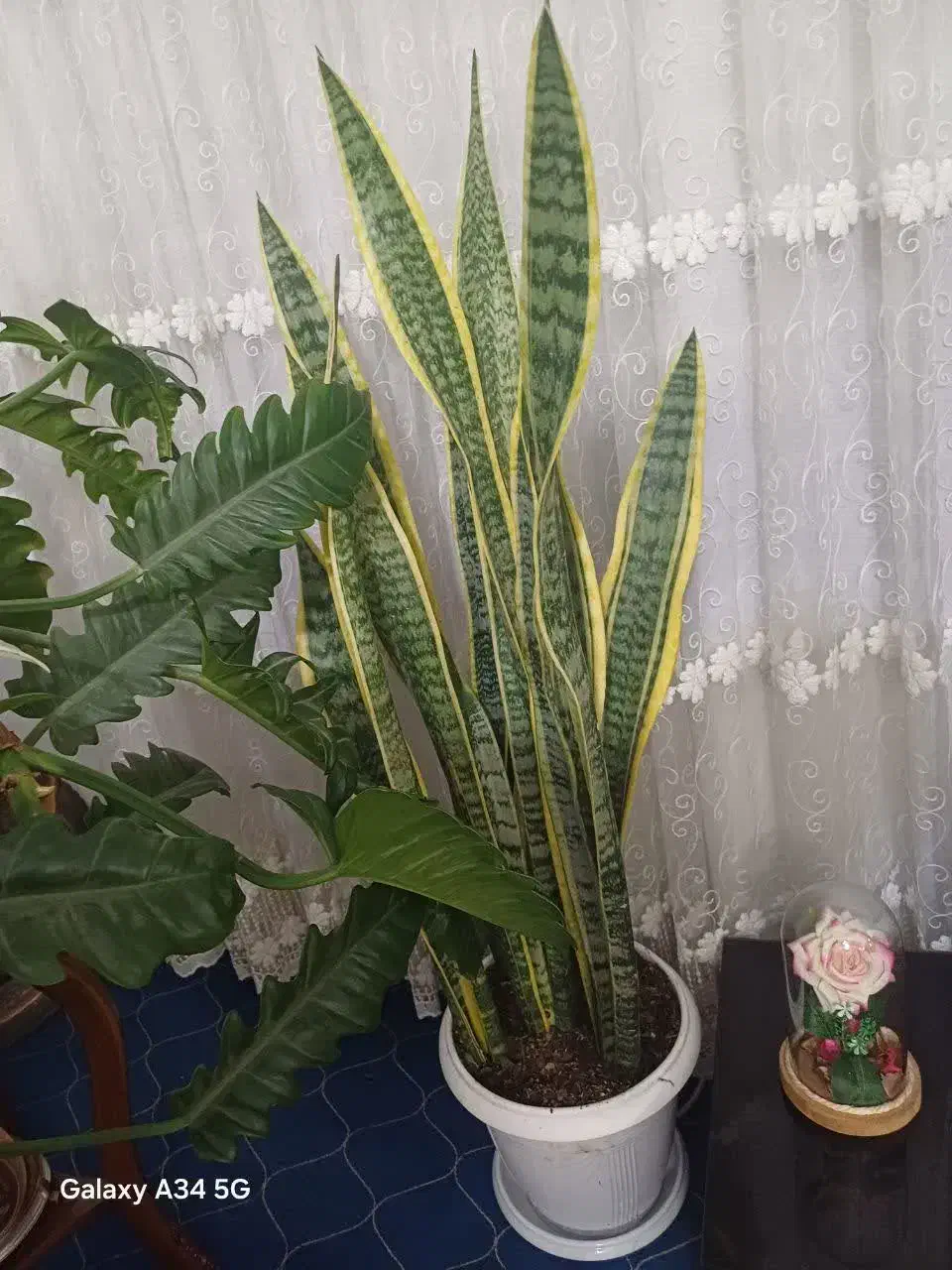 گلهای زیبا|گل و گیاه طبیعی|ساری, |دیوار