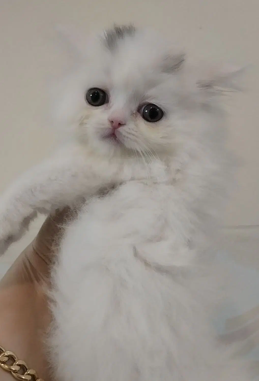 گربه پرشین ماده|گربه|تهران, انبار نفت|دیوار