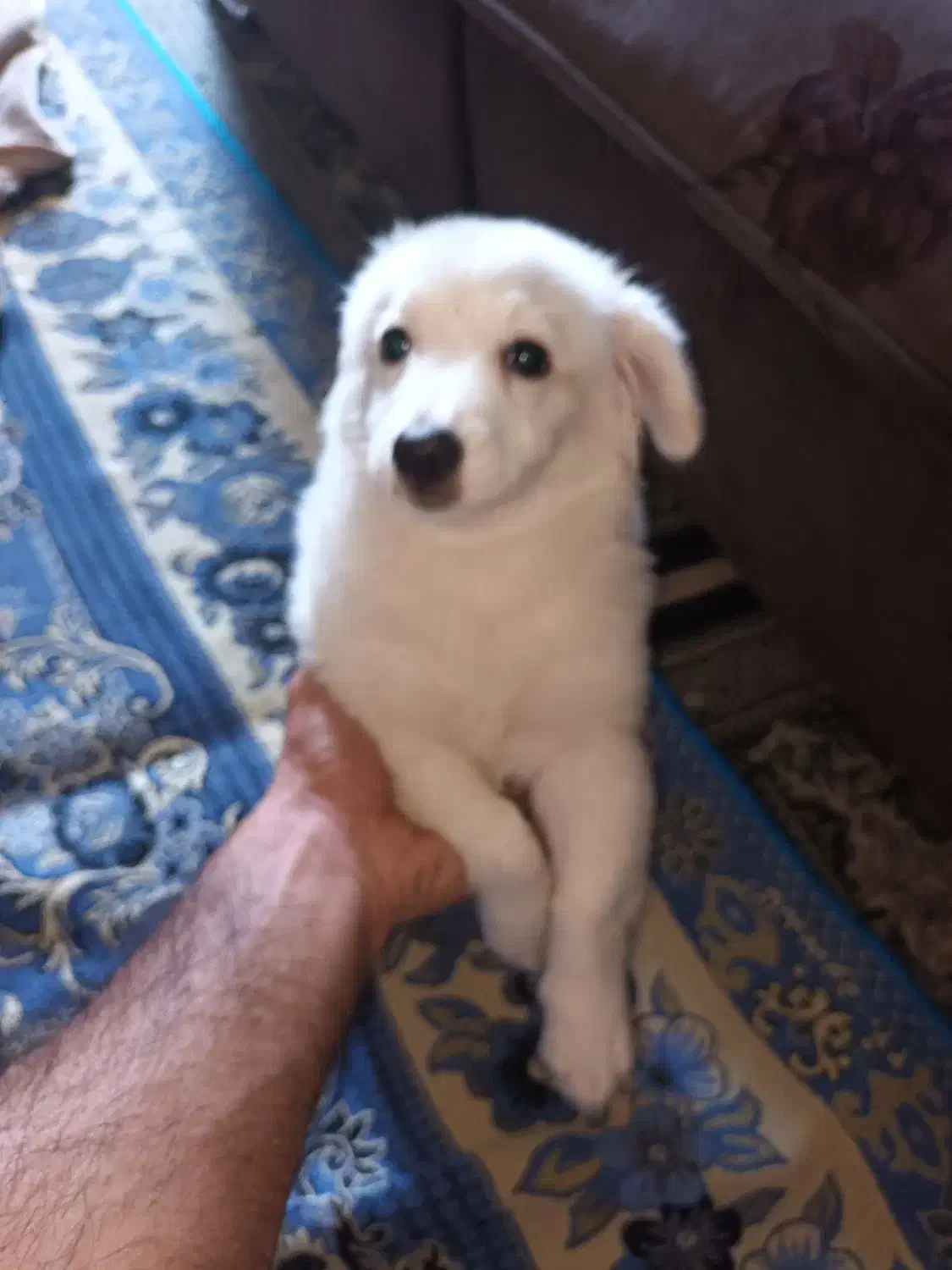 واگذاری سگ خانگی|سگ|ایلام, |دیوار