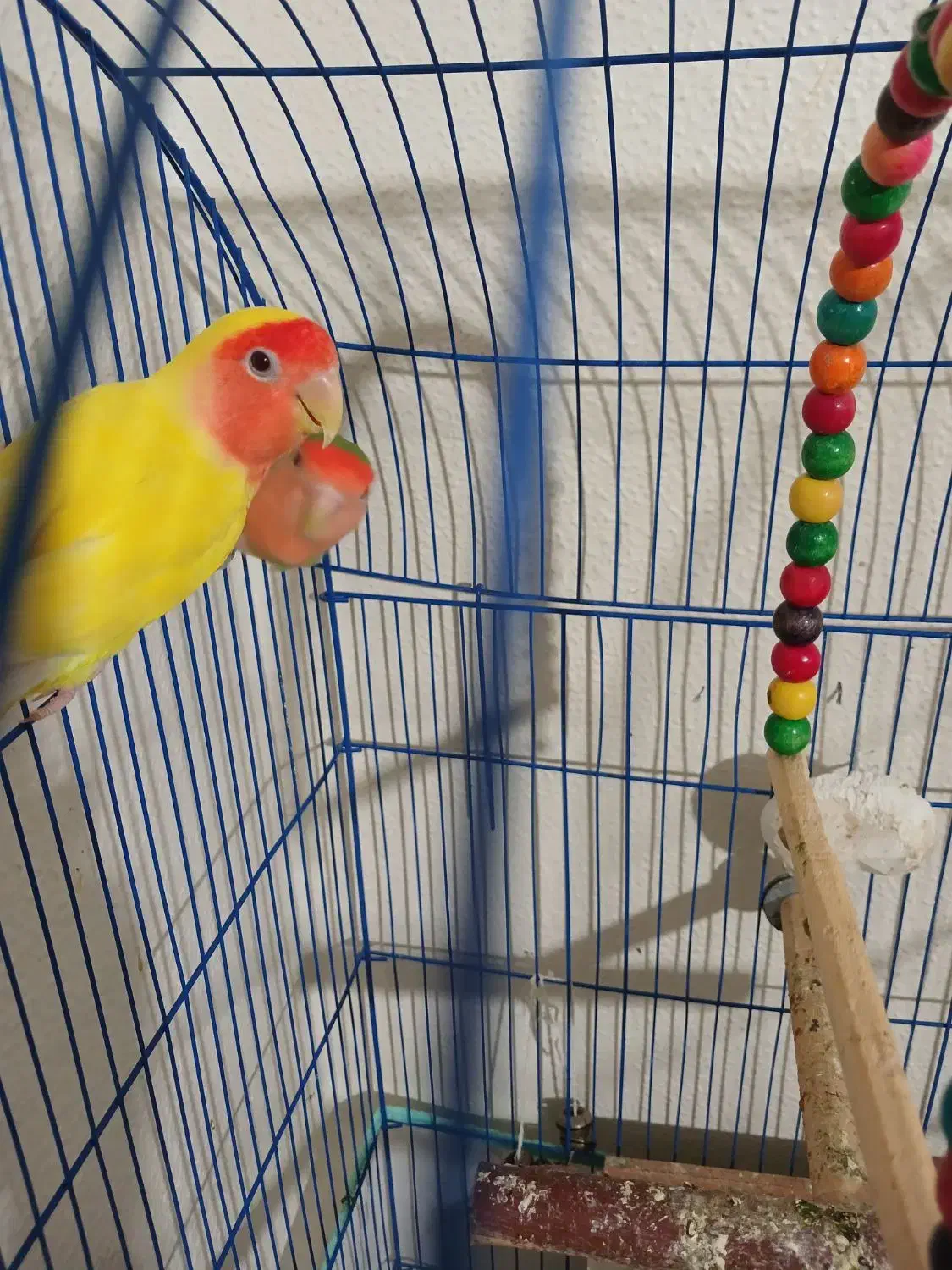 طوطی کوتوله جفت|پرنده|شاهینشهر, عطار|دیوار