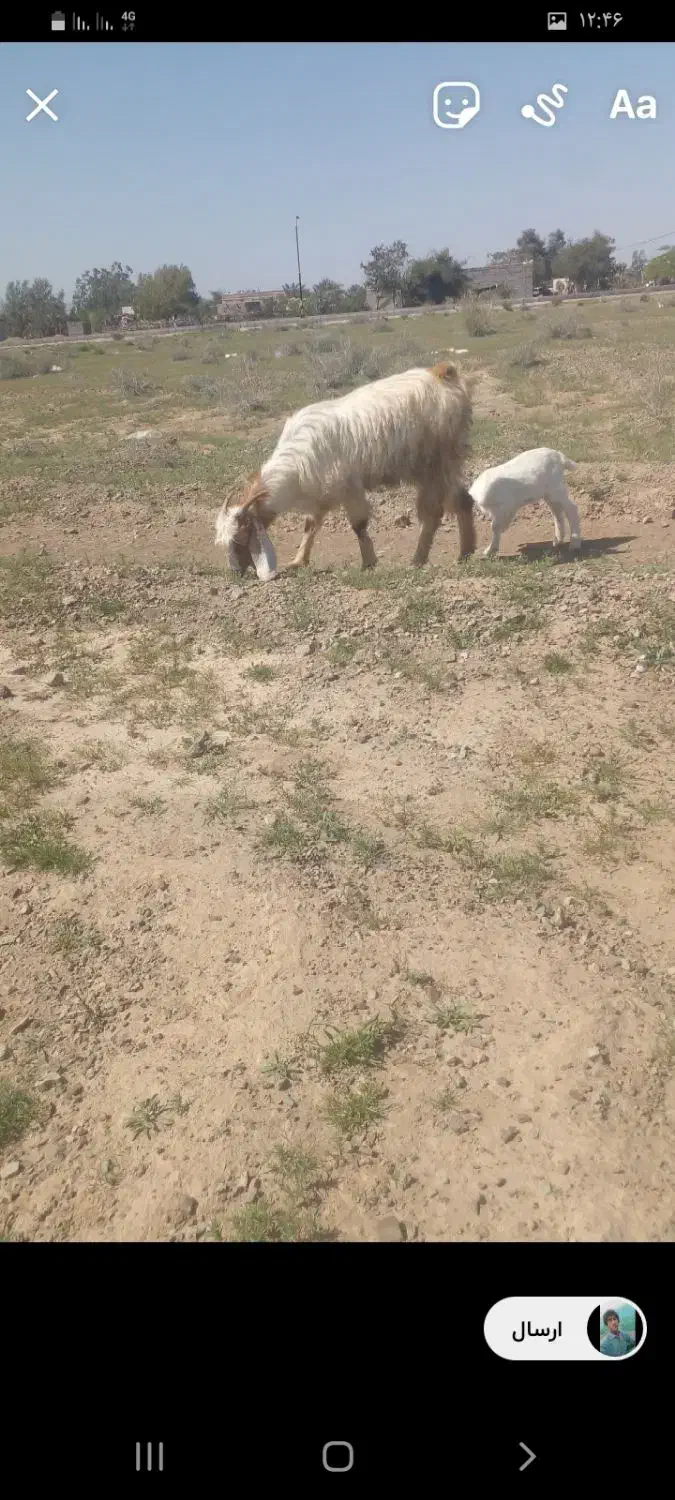 بز کهره|حیوانات مزرعه|جیرفت, |دیوار