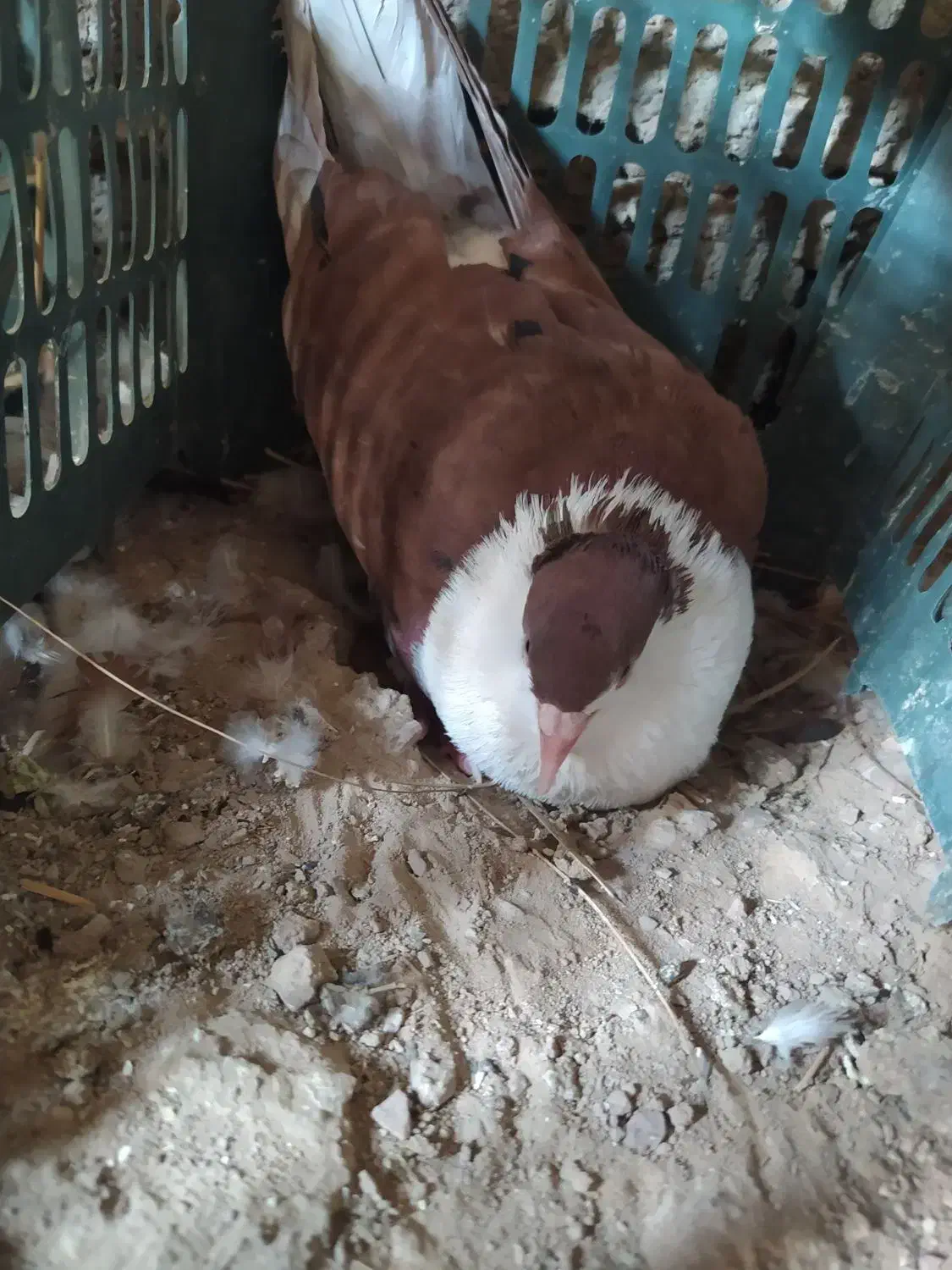 کفتر و کبوتر با دوتا جوجه معاوضه ای|پرنده|کرباسک, |دیوار