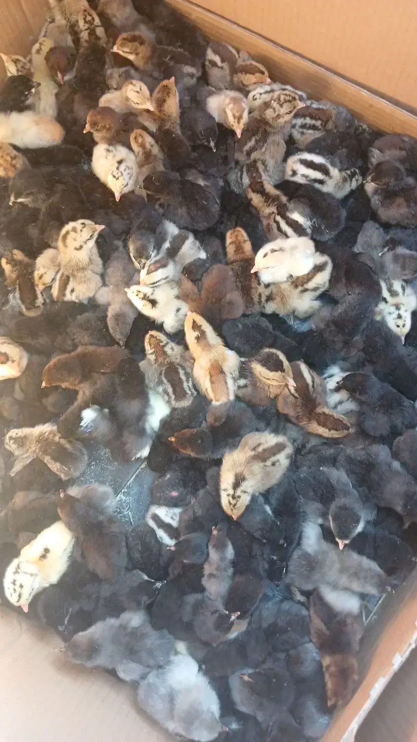 فروش جوجه محلی|حیوانات مزرعه|بهبهان, |دیوار