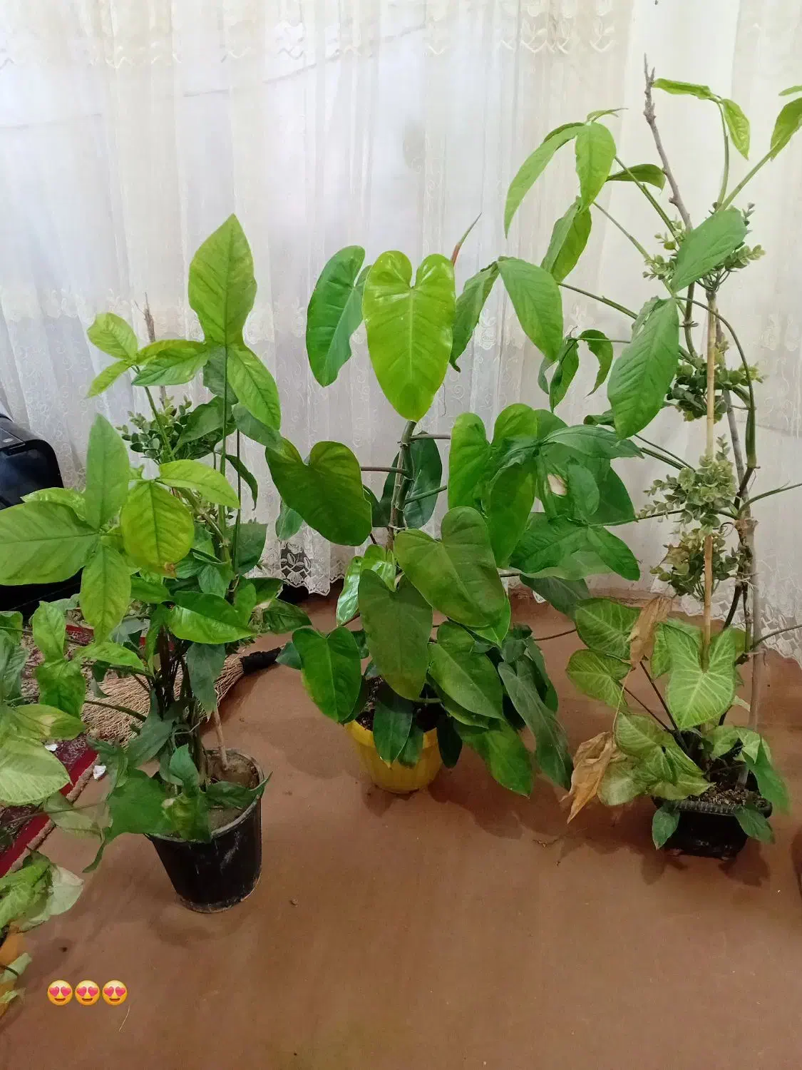 گل طبیعی|گل و گیاه طبیعی|چناران, |دیوار