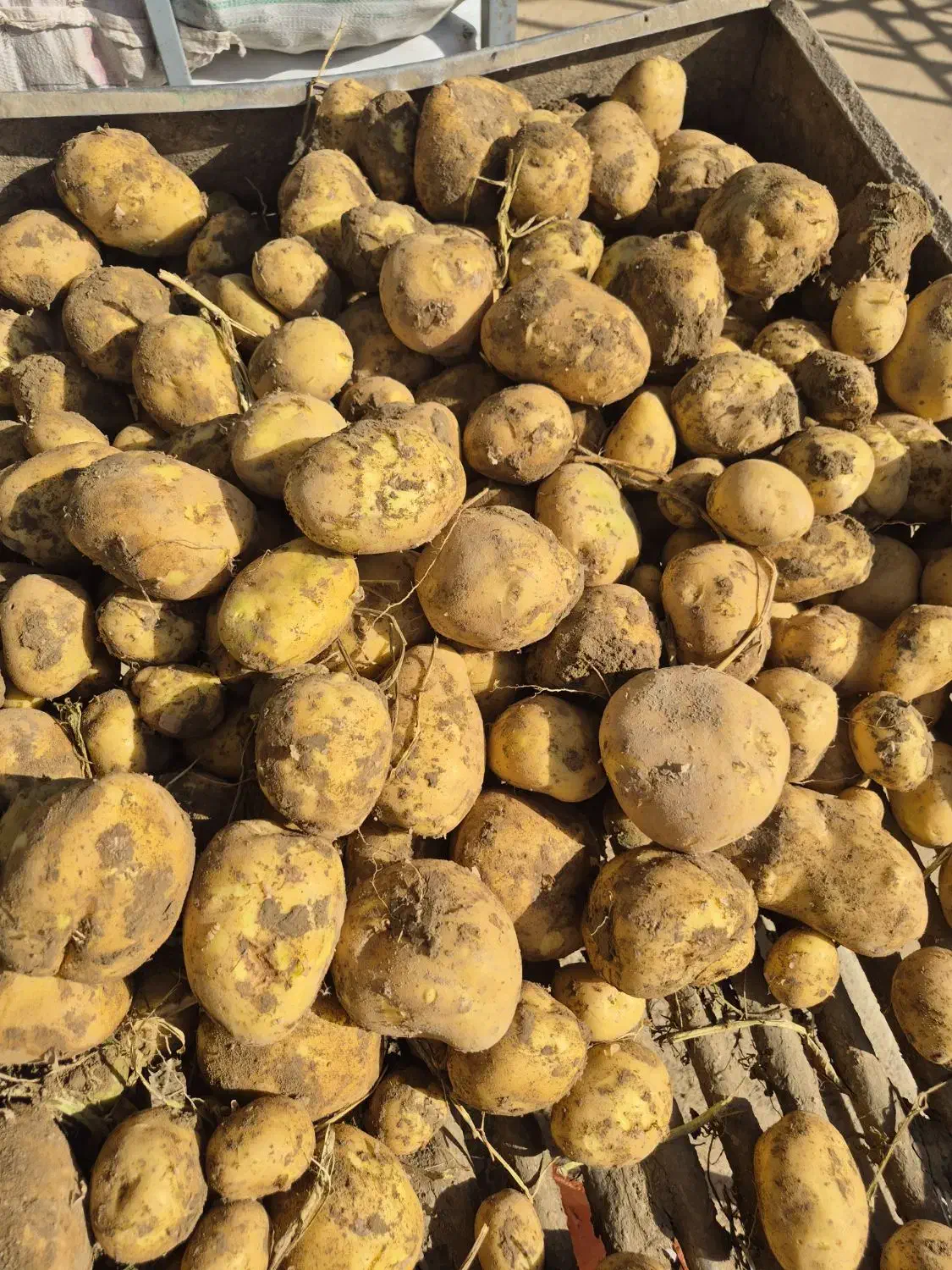 سیب زمینی|خوردنی و آشامیدنی|رشت, حافظ آباد|دیوار