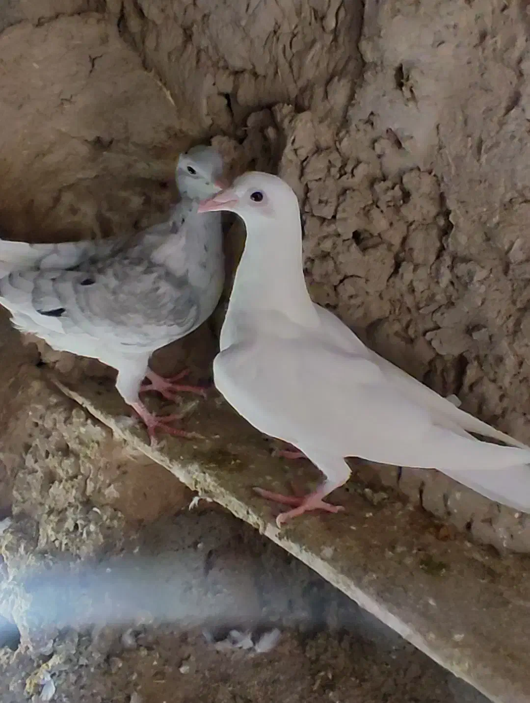 جوانه سار سرور|پرنده|چناران, |دیوار