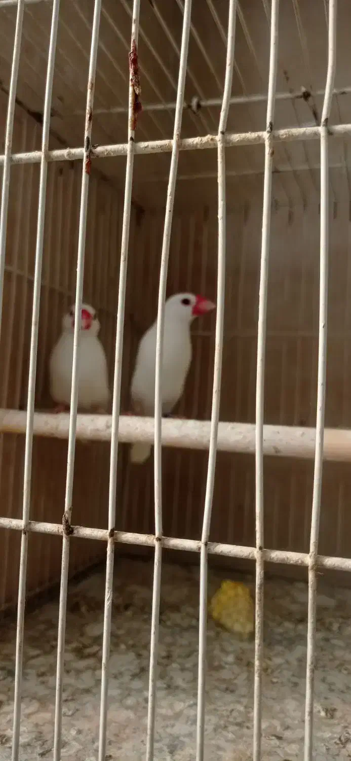 فنچ نرگسی|پرنده|مشهد, زمانه|دیوار