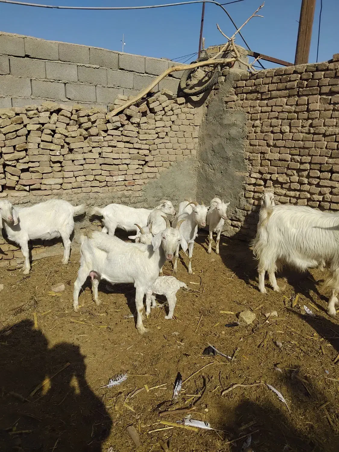 بز سانن|حیوانات مزرعه|هلالی, |دیوار