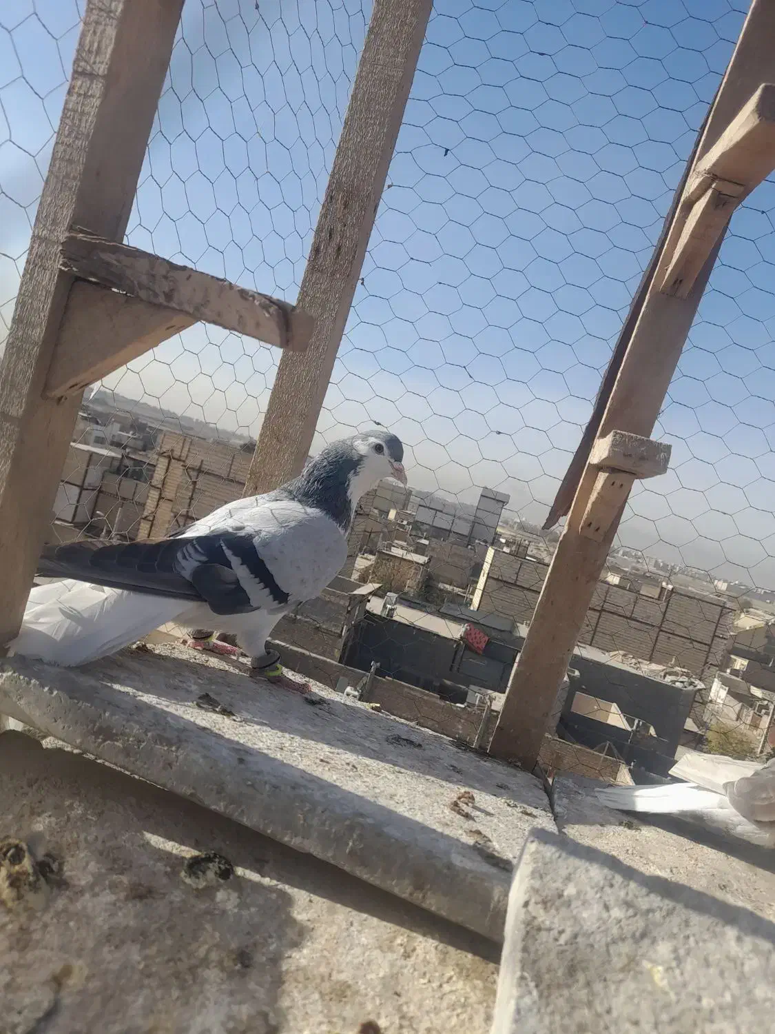 کبوتر فروشی|پرنده|مشهد, نیزه|دیوار