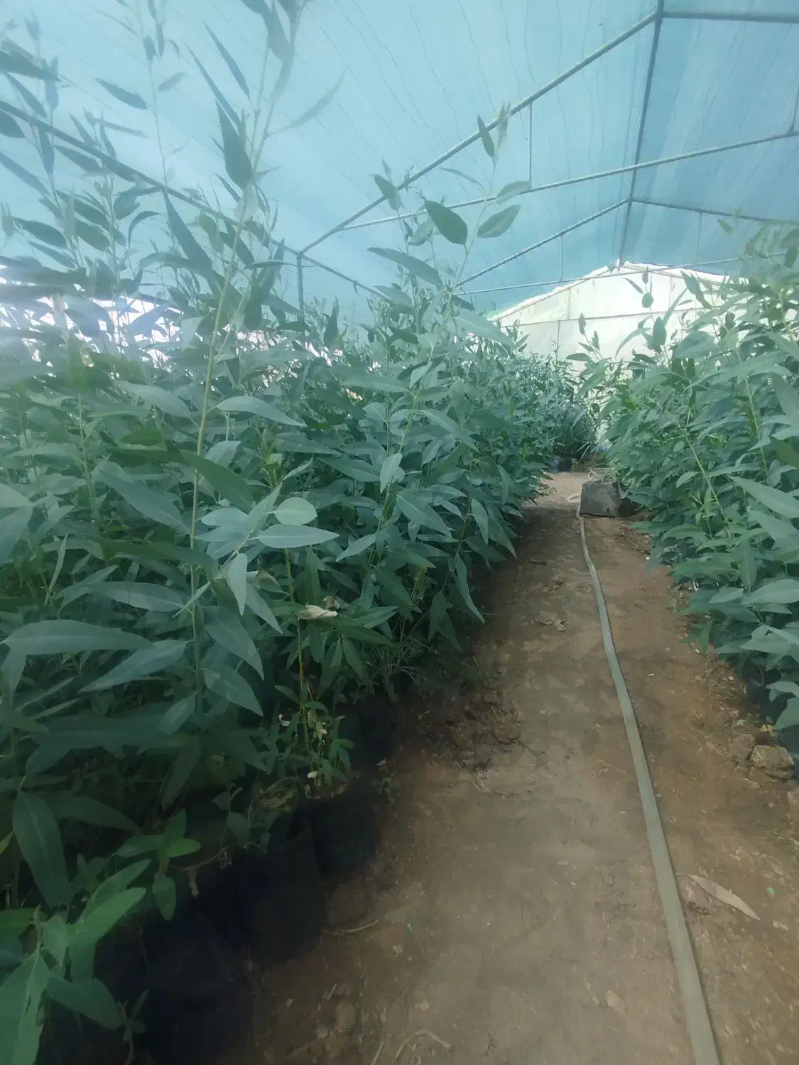 نهال اکالیپتوس|گل و گیاه طبیعی|کاشان, مشکات|دیوار