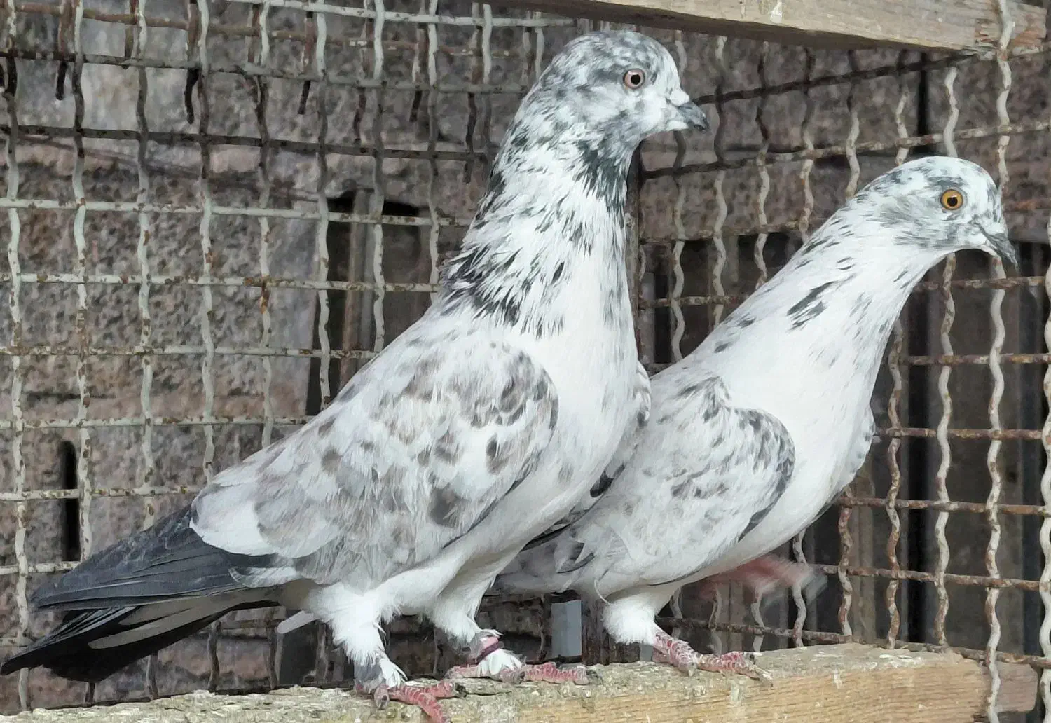 کبوتر  قاره و قوچی|پرنده|قائم‌شهر, |دیوار