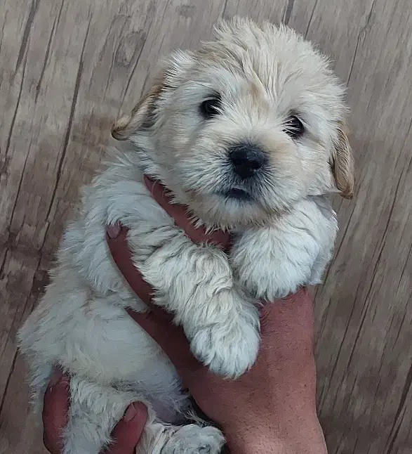 سگ شیتزو عروسکی|سگ|آباده, |دیوار