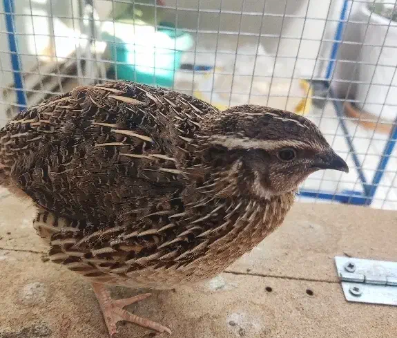 بلدرچین تخم گذار|حیوانات مزرعه|قم, انصار‌الحسین|دیوار