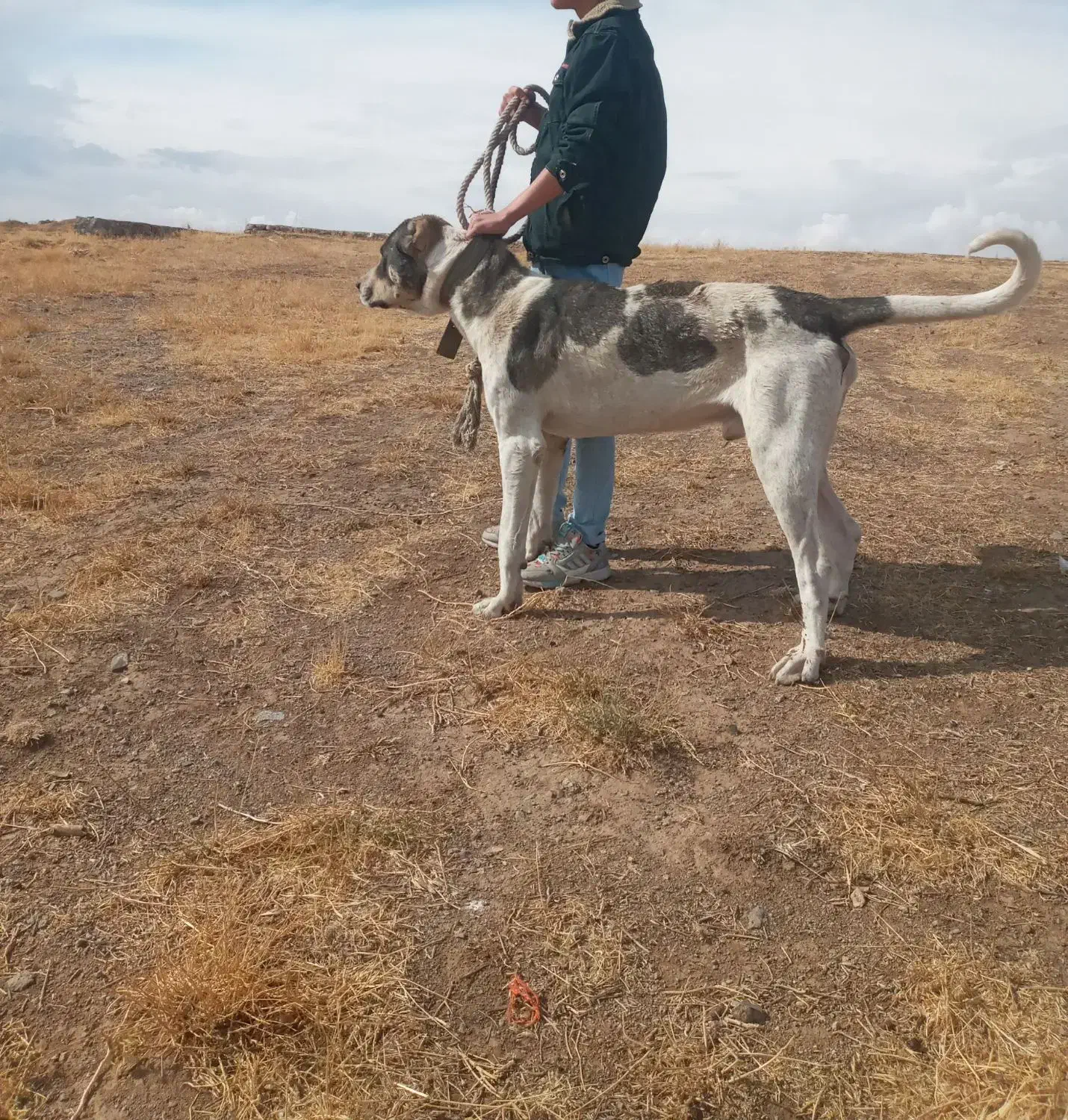 سگ سرابی اصیل قیمت مناسب|سگ|هشترود, |دیوار