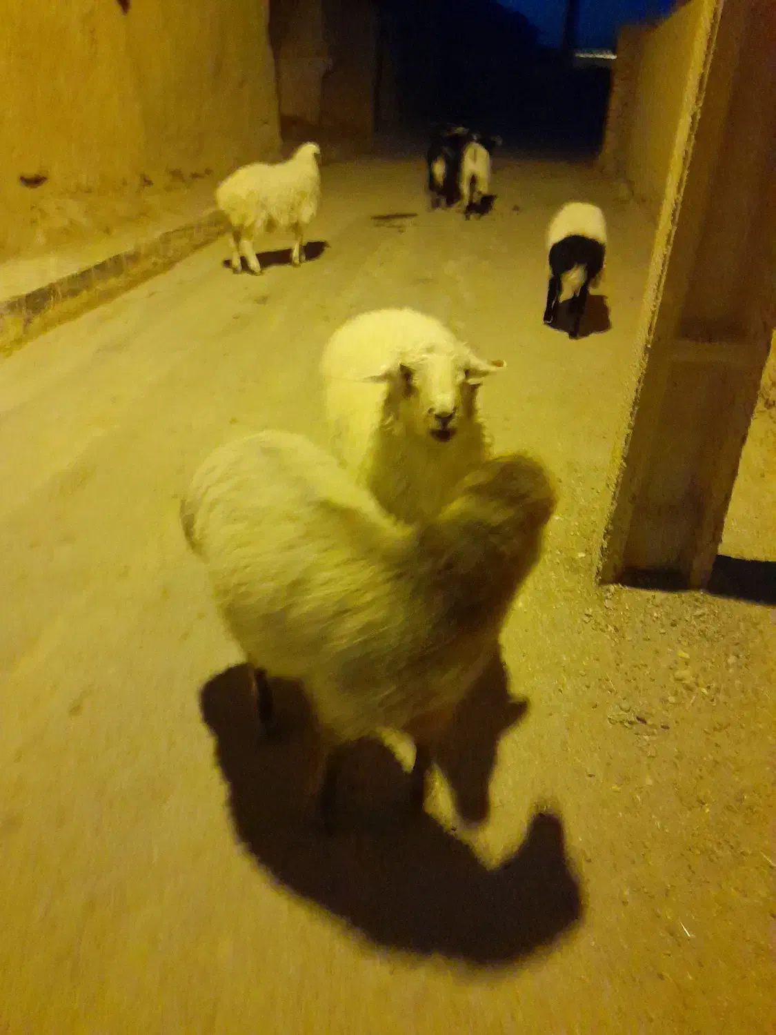 بره‌و‌بزغاله‌چاق|حیوانات مزرعه|قائن, |دیوار