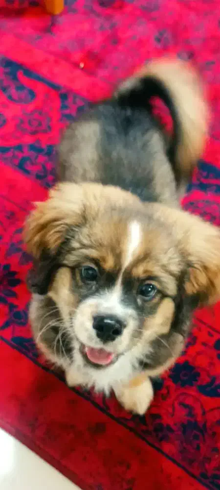 توله پیکنز|سگ|شیراز, غدیر جنوبی|دیوار