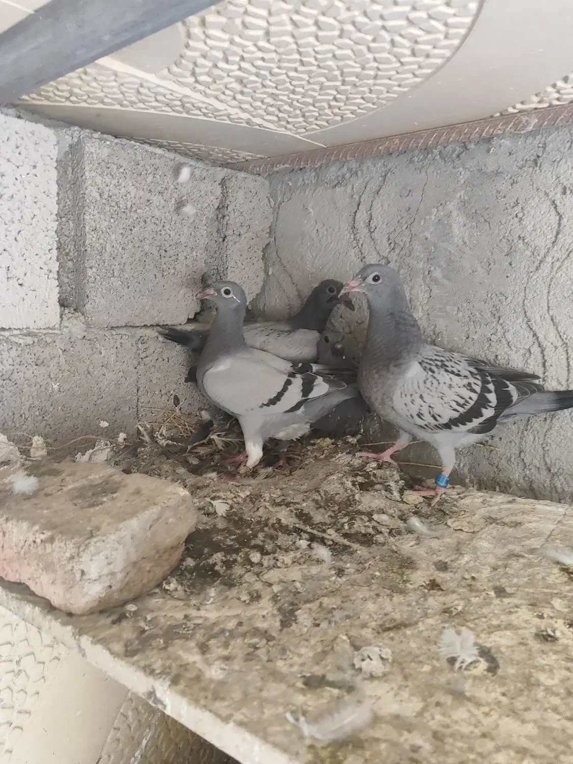 کبوتر‌مسافتی|پرنده|اردبیل, |دیوار
