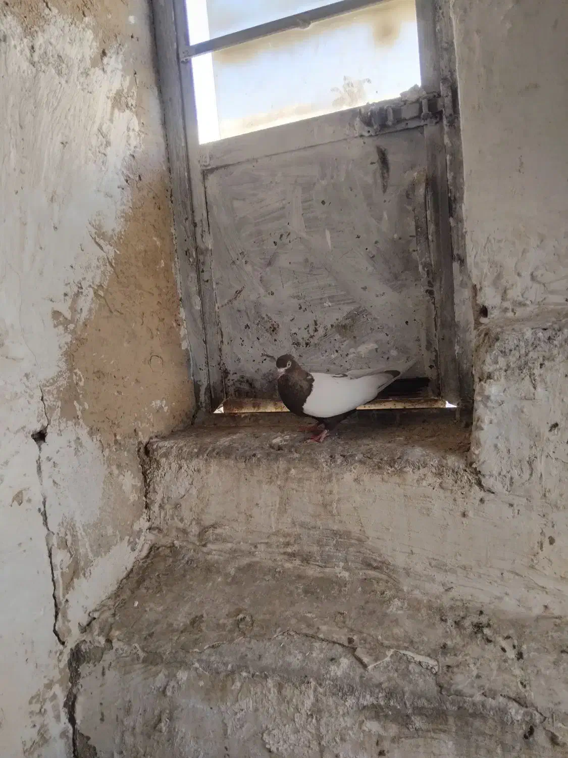 کفتر سینه ای نر|پرنده|آبیک, |دیوار