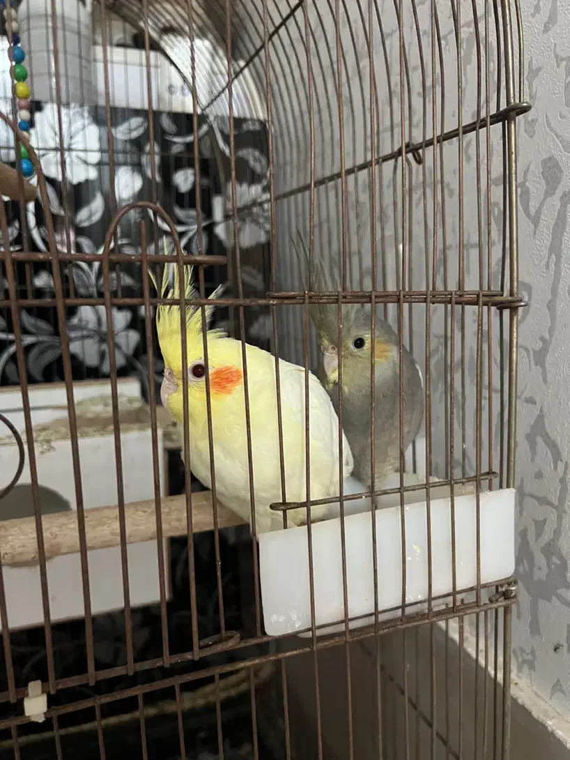 عروس هلندی ۵ ماهه نر و ماده|پرنده|پارس‌آباد, |دیوار