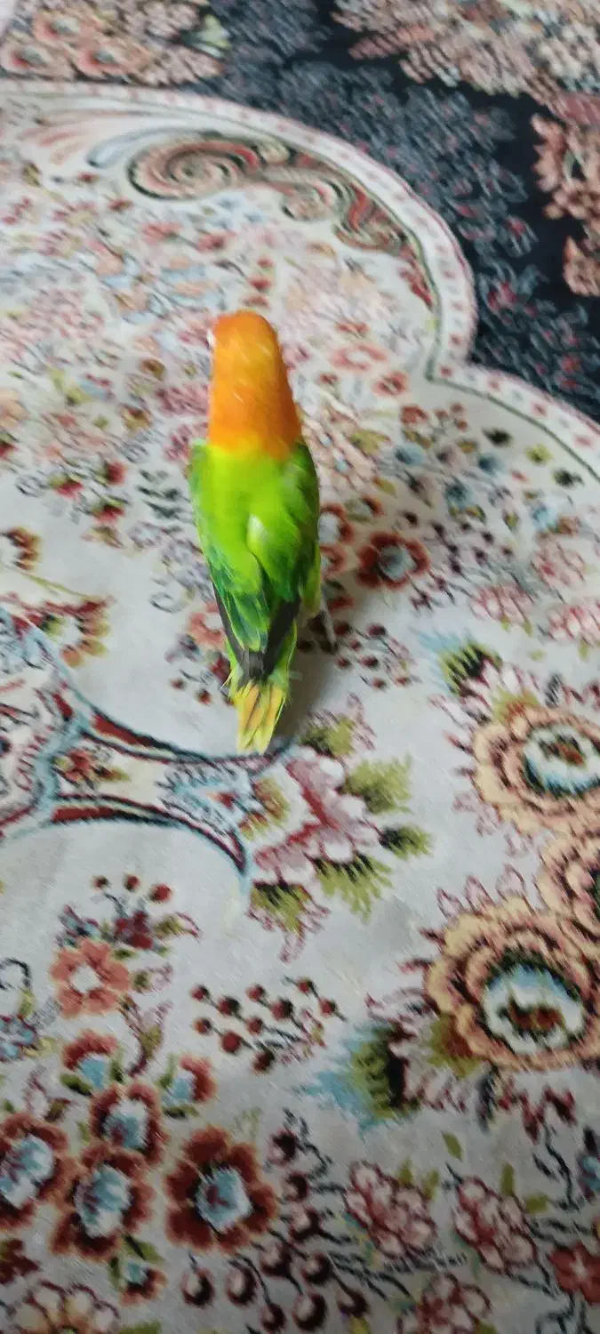 طوطی برزیلی نر|پرنده|ری, دولت‌آباد|دیوار