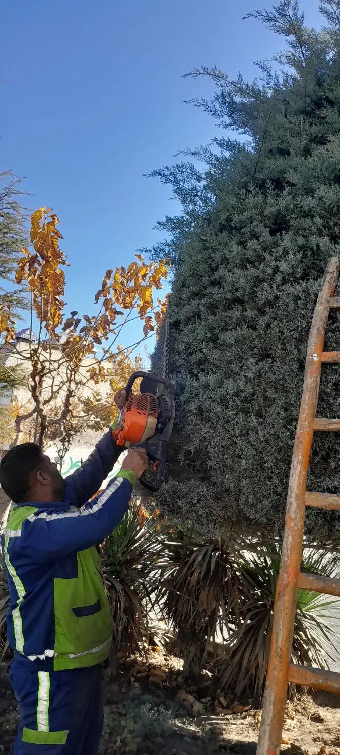 هرس|خدمات باغبانی و درختکاری|شاندیز, |دیوار