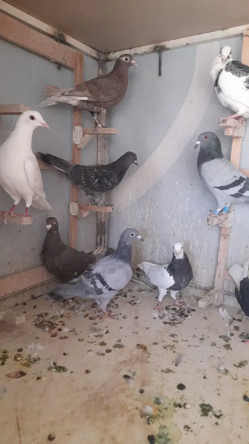 تعدادی پلاکی شهری بهبونی|پرنده|شیراز, تندگویان|دیوار