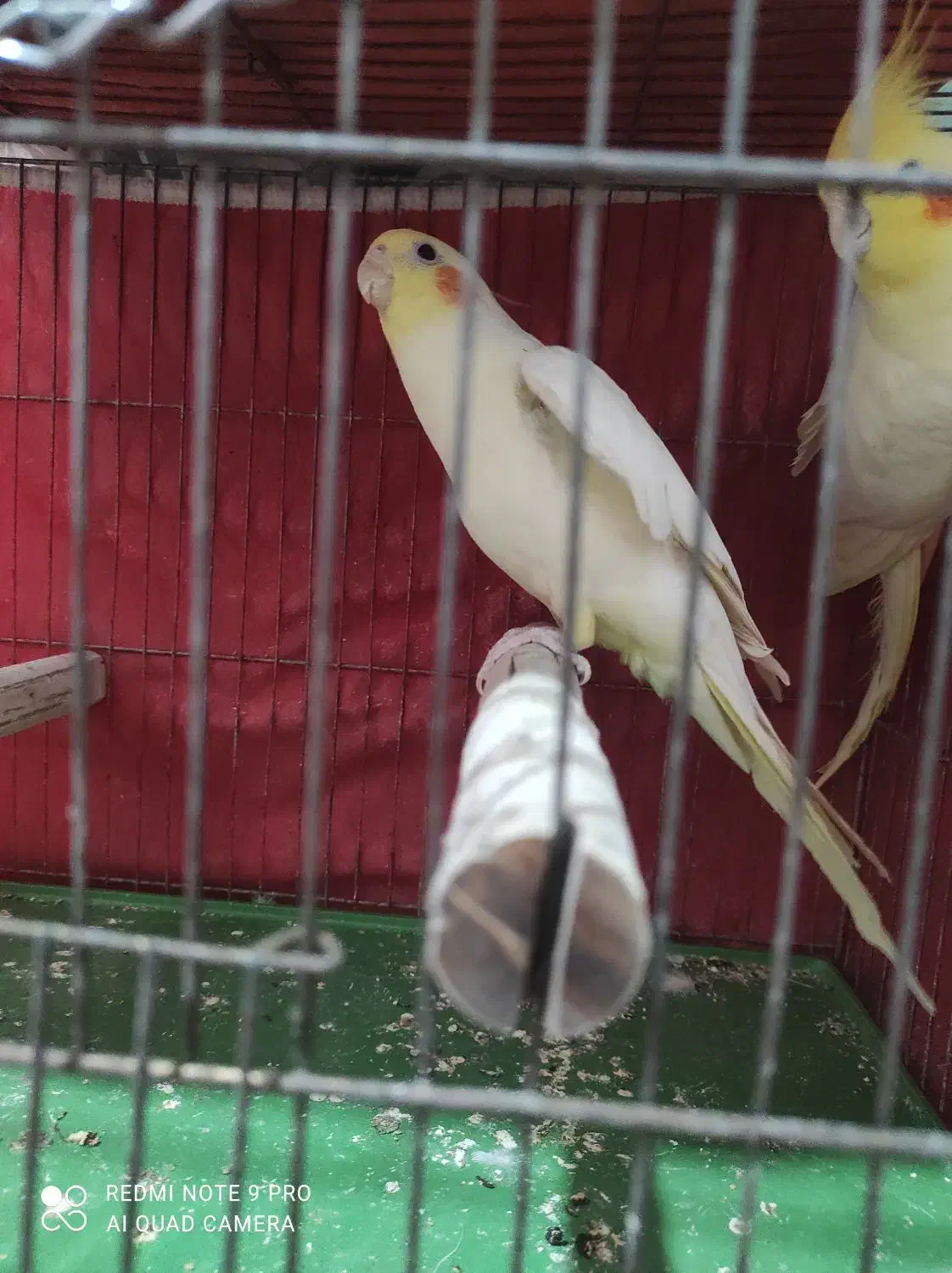 فروش عروس هلندی شیطون بازیگوش|پرنده|برخوار, |دیوار