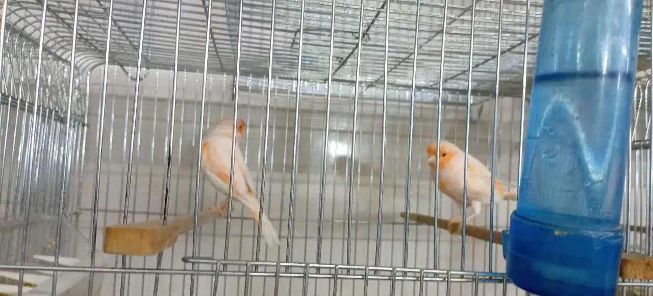 قناری نر و بنگالی و پرنده|پرنده|اصفهان, شهرک کاوه|دیوار