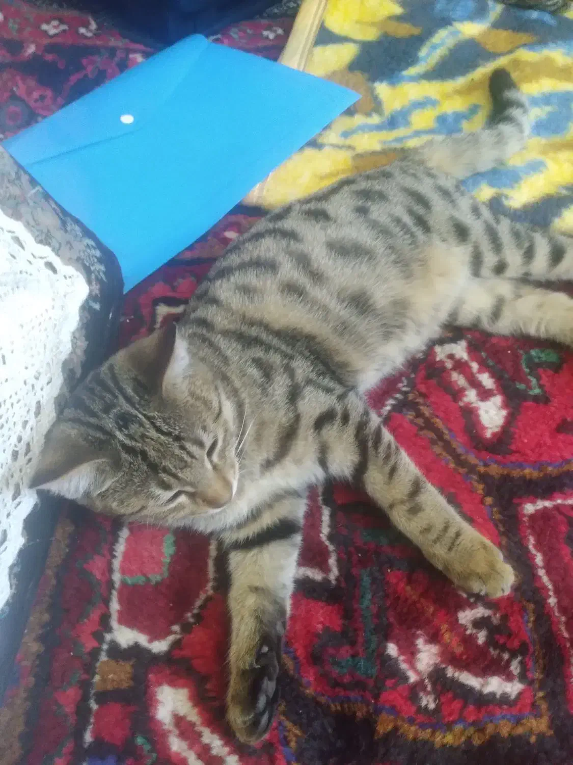 گربه|گربه|تبریز, |دیوار