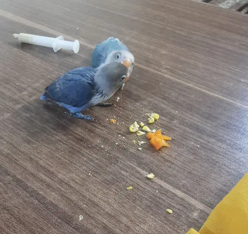 دو عدد کوتوله گم شده داخل محدوده زینبیه|پرنده|اصفهان, منتظرالمهدی|دیوار