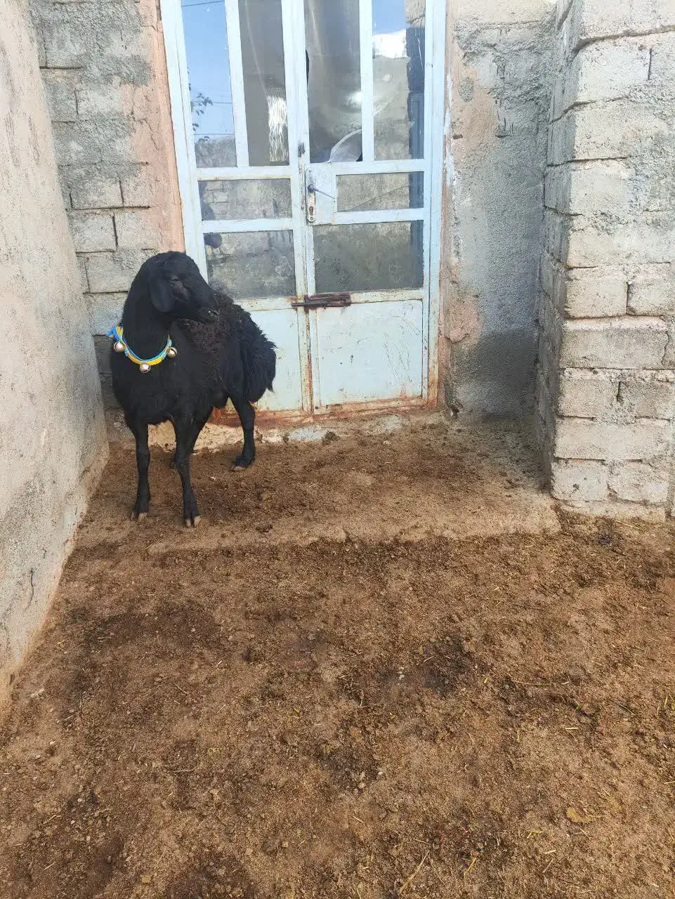 غزل افشار|حیوانات مزرعه|صحنه, |دیوار