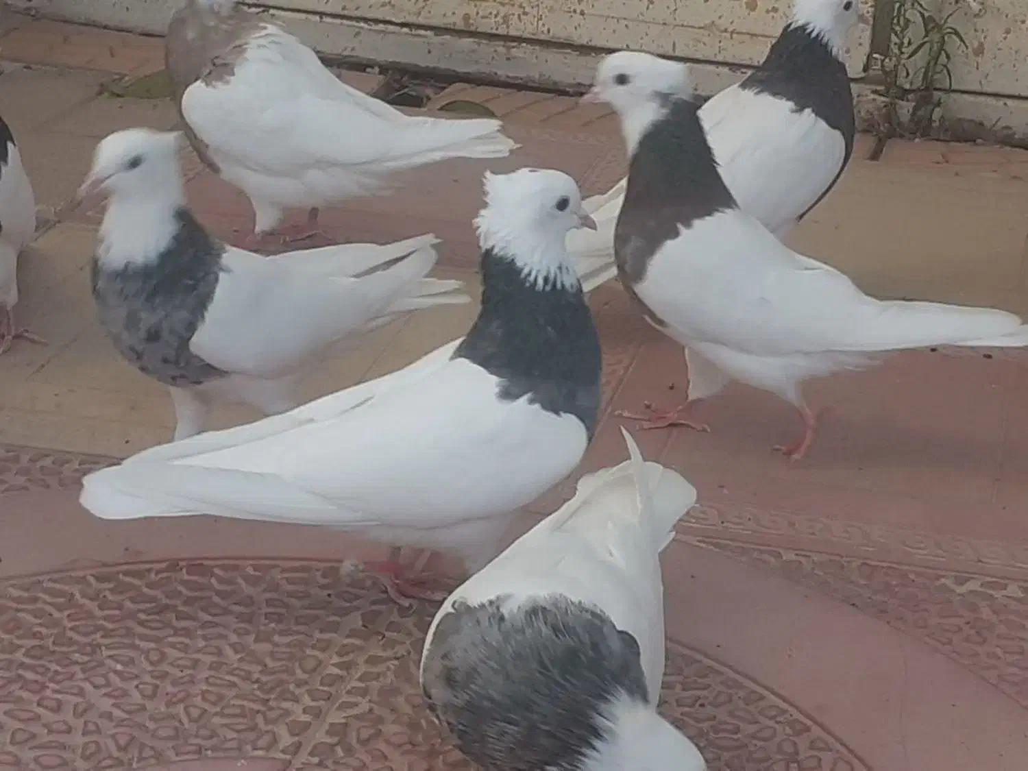 طوقی پا لخت|پرنده|ابریشم, |دیوار