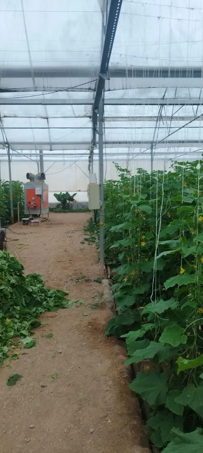 نیازمند کارگر اتباع جهت گلخانه خیار|استخدام سرایداری و نظافت|عسگران, |دیوار