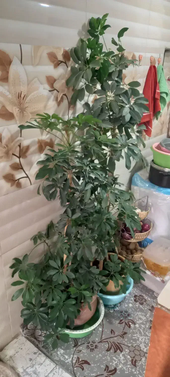 گل طبیعی شفلرا|گل و گیاه طبیعی|ورامین, خیر آباد|دیوار