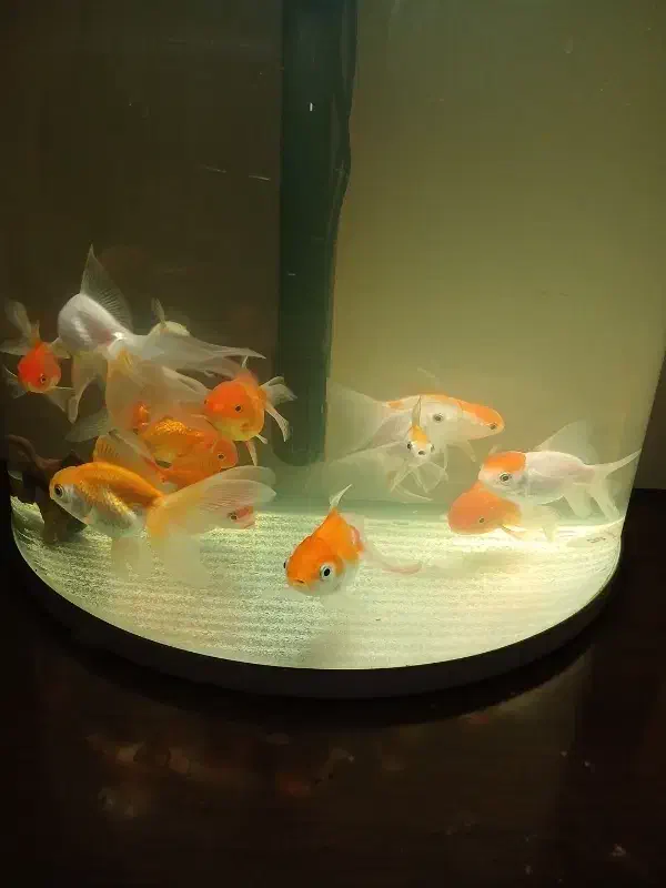 گلدفیش زیبا و سالم بزرگتر از ۳ بند|ماهی|تهران, جوانمردان (اندیشه)|دیوار