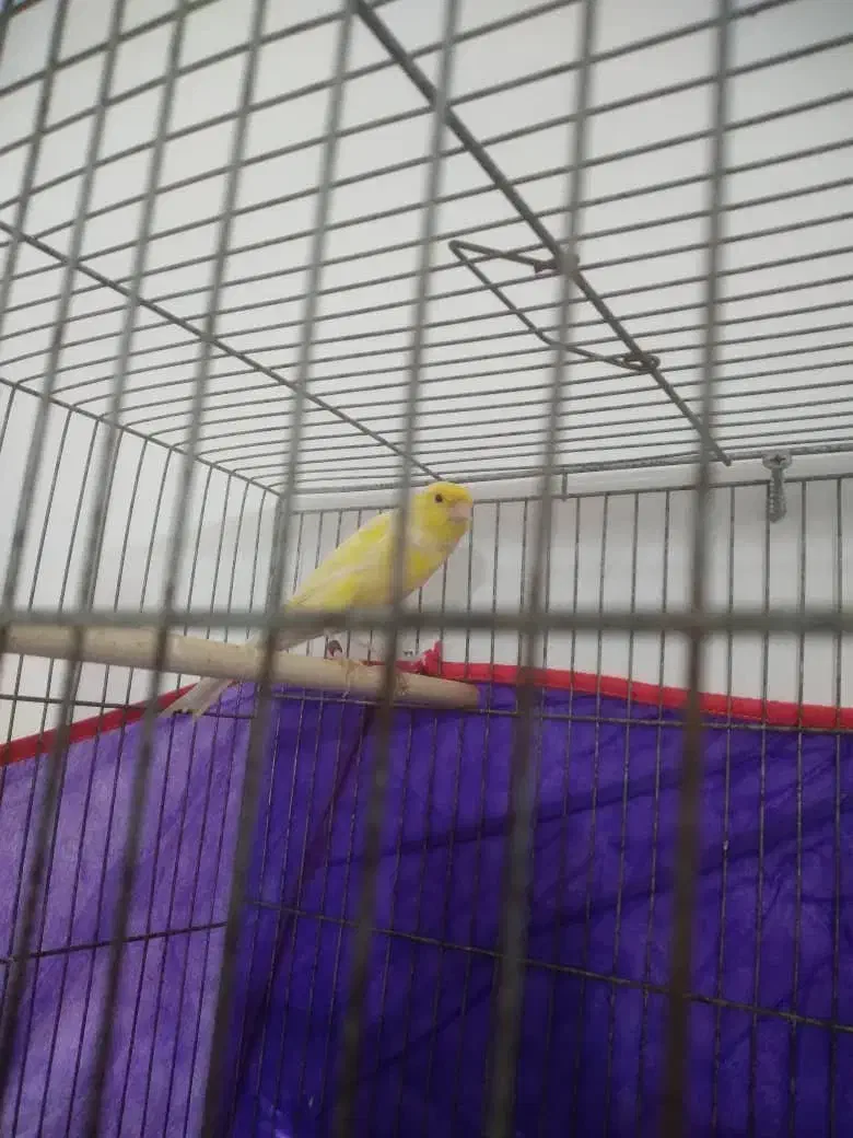 نر کشیده و درشت|پرنده|صومعه‌سرا, |دیوار