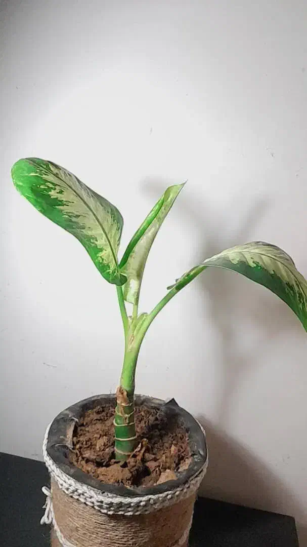 دیفن باخیا|گل و گیاه طبیعی|کازرون, |دیوار