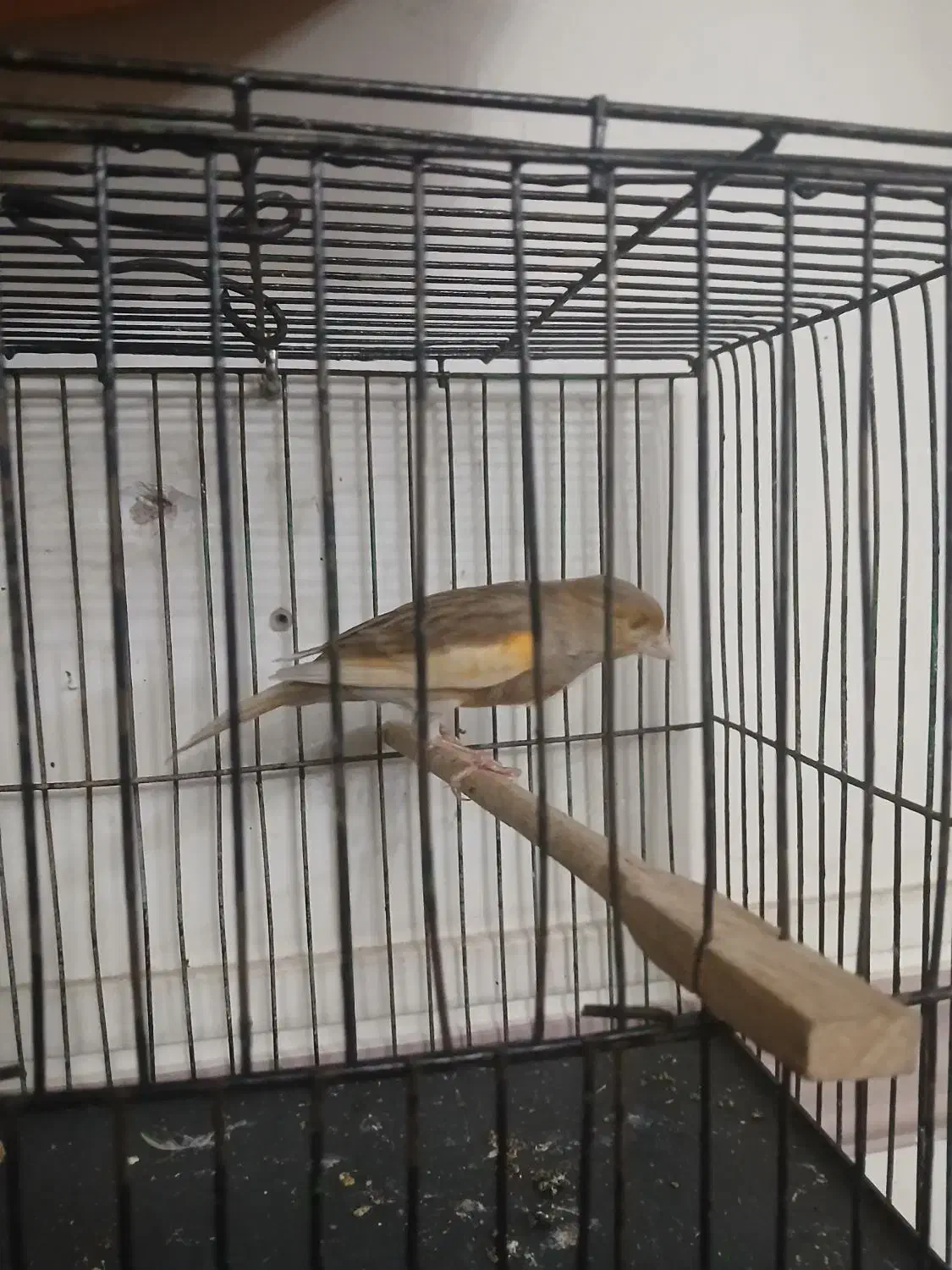 قناری|پرنده|ورامین, جعفر آباد اخوان|دیوار