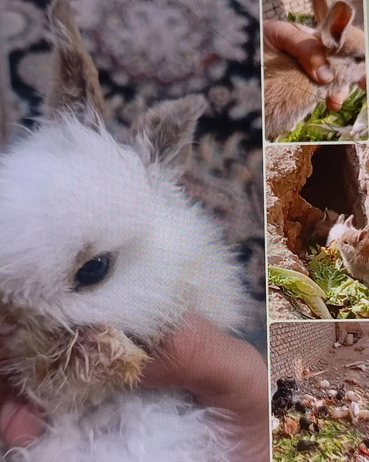 بچه خرگوش|موش و خرگوش|اراک, |دیوار