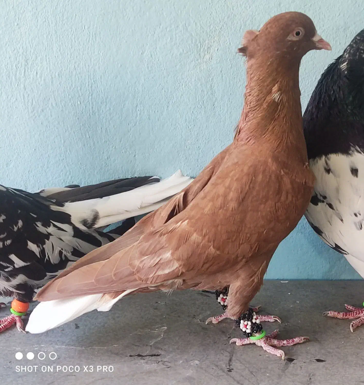 کبوتر رنگه|پرنده|تربت‌حیدریه, شهرک ولیعصر|دیوار