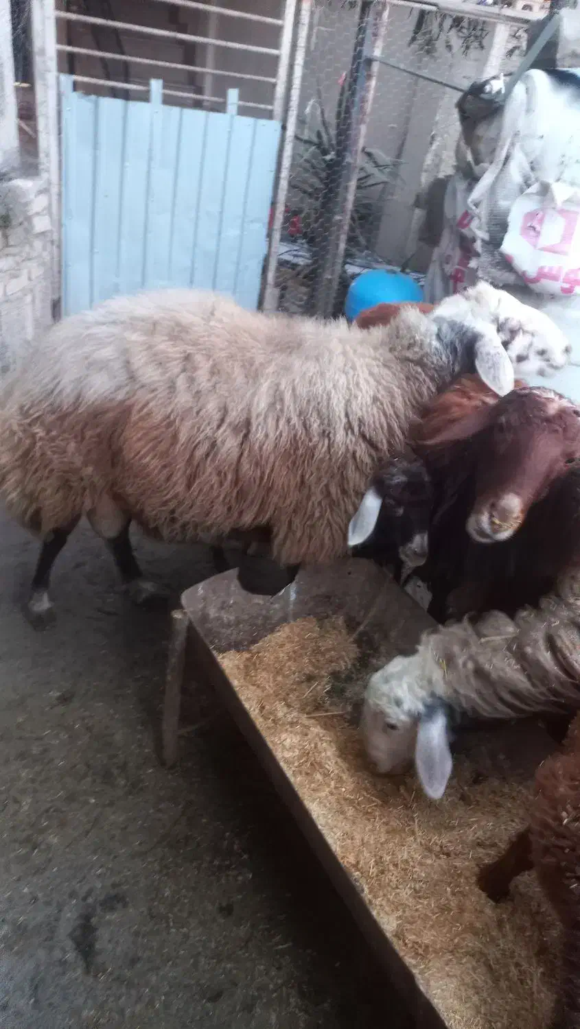 فروشی|حیوانات مزرعه|گرگان, |دیوار