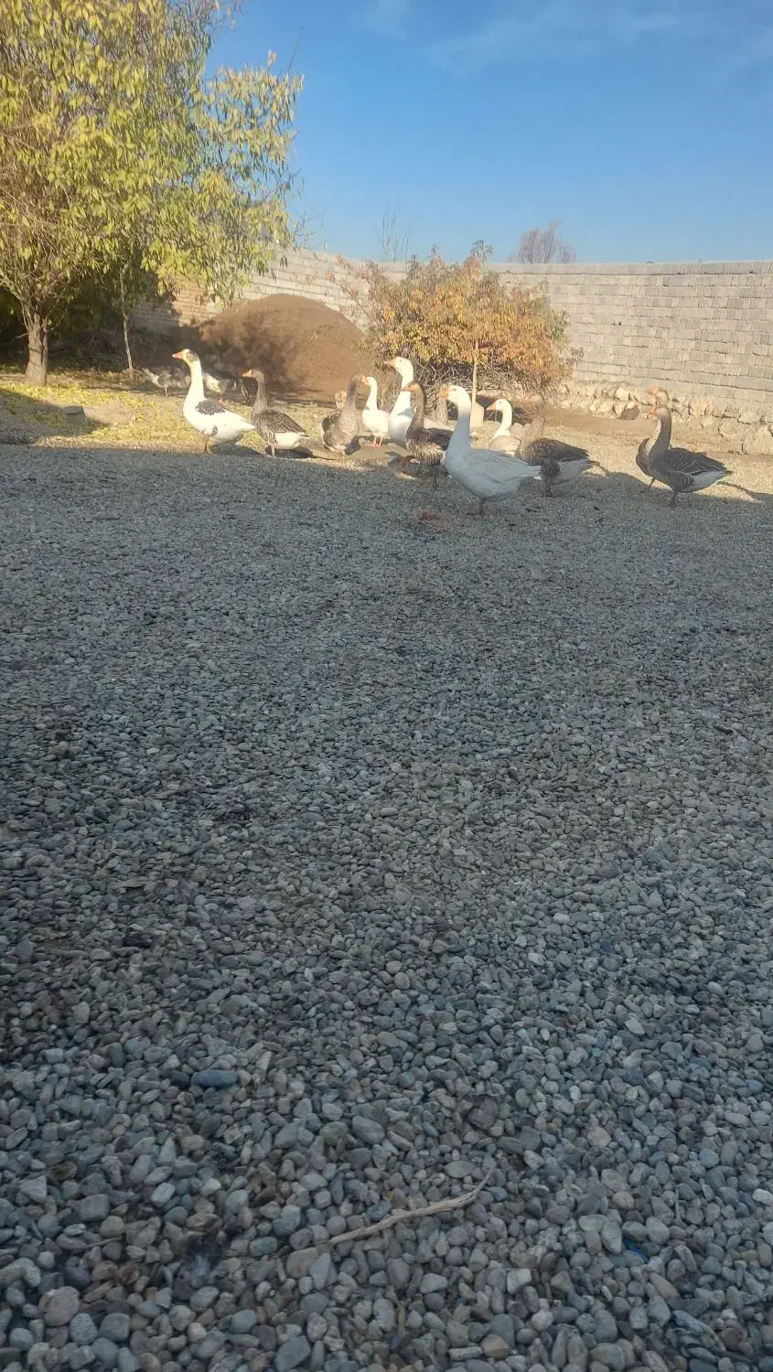 غاز محلی چاق|حیوانات مزرعه|نقده, |دیوار